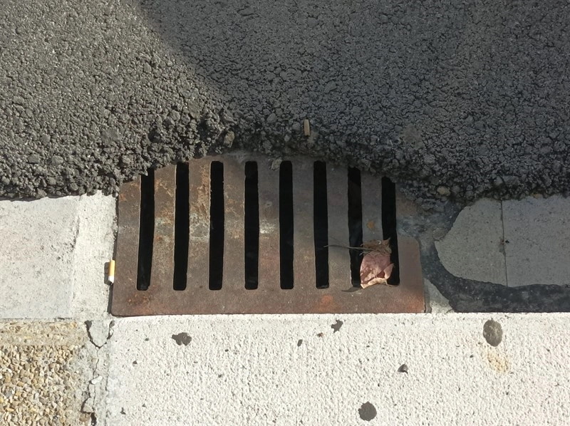 Caditoia istruita Caditoia istruita
