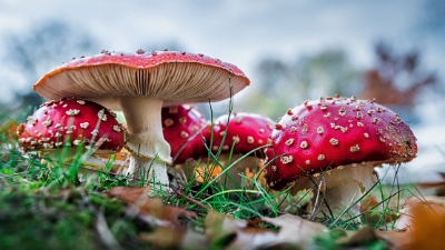 Corsi propedeutici alla raccolta di funghi