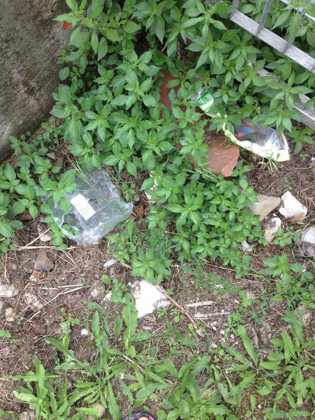 Viale XI Agosto