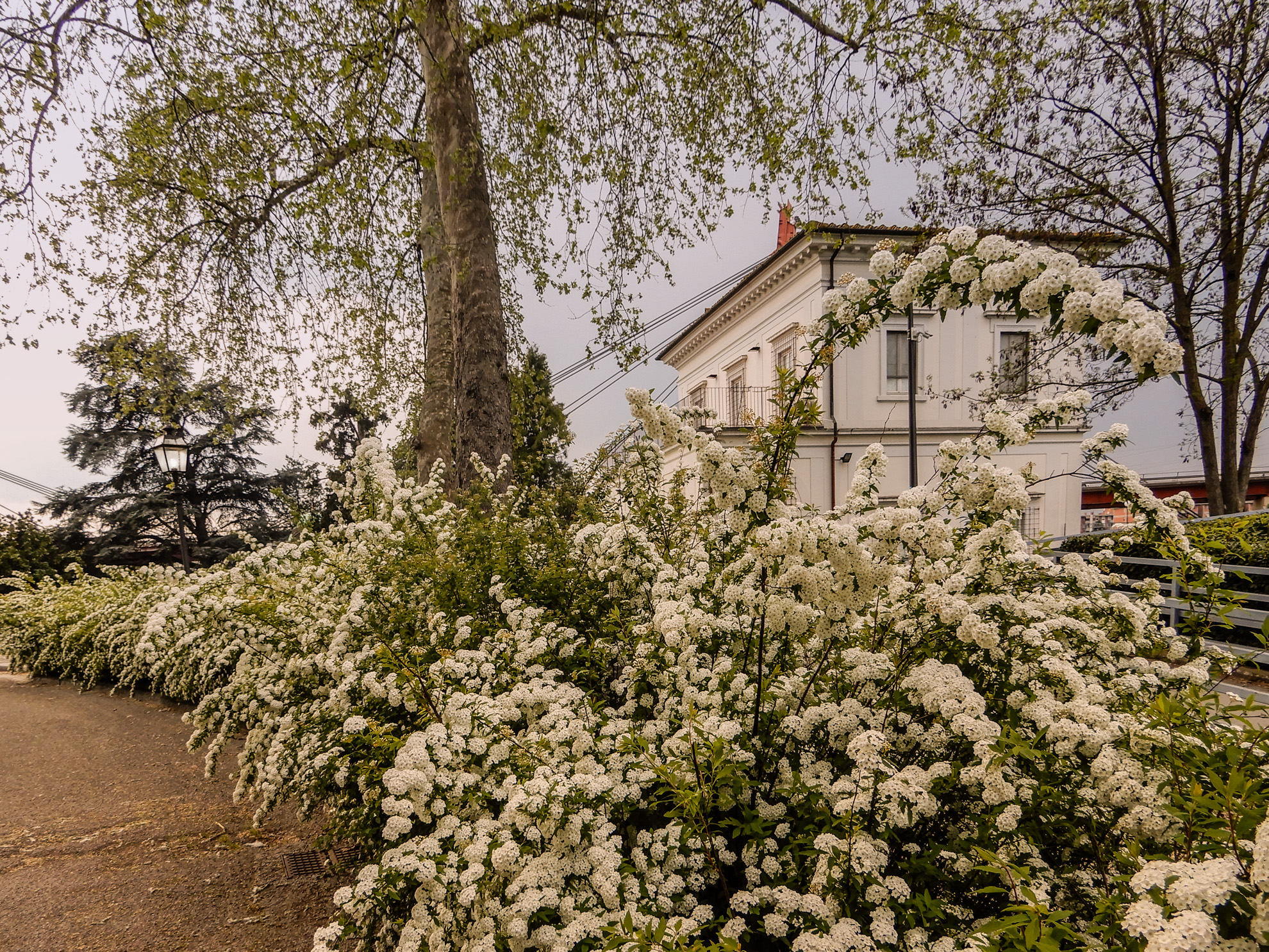 Siepi di spirea in fiore