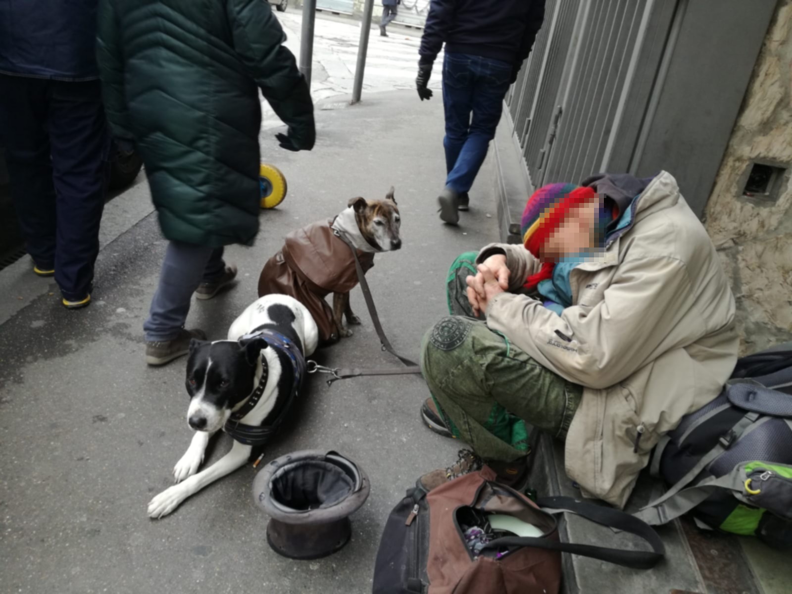 accattonaggio con cani accattonaggio con cani