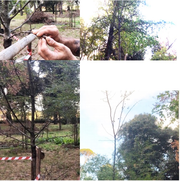 Alberi rovinati a Firenze
