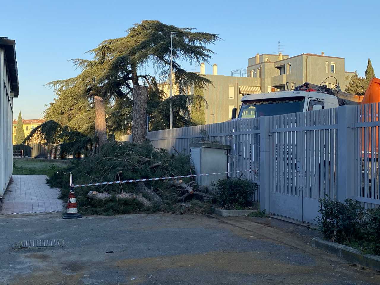 Alberi abbattuti scuola don Milani Alberi abbattuti scuola don Milani