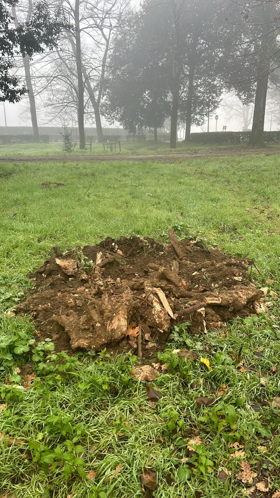 Oggi le Cascine sono meno biodiverse Oggi le Cascine sono meno biodiverse