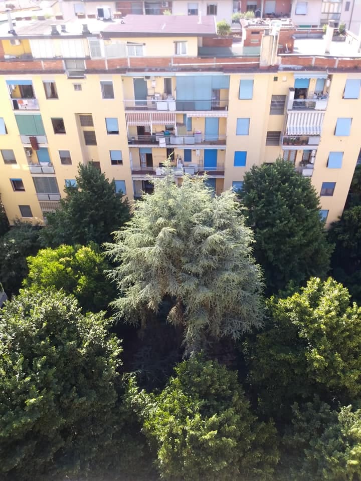 Taglio alberi Taglio alberi